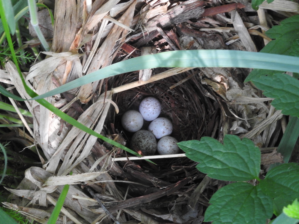 Nid de paruline à ailes dorées dans le comté de Smyth 