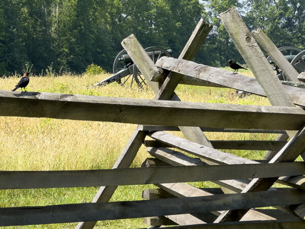 Le vacher à tête brune (photo ci-contre), le merlebleu azuréen et le phébus azuréen sont fréquemment observés sur les clôtures. Crédit photo : Lisa Mease