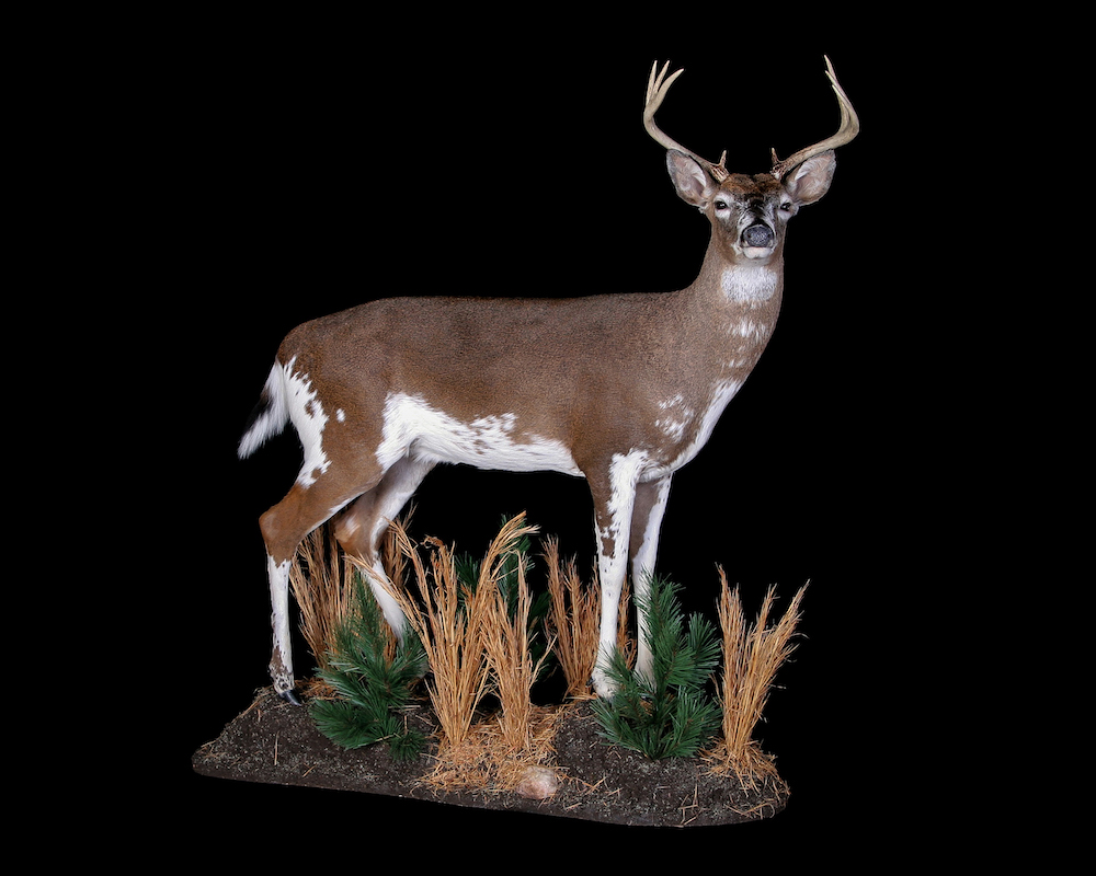 Le cerf mâle pie a des marques blanches sur les pattes, le ventre et la croupe, qui se fondent dans le brun du dos et de la tête.