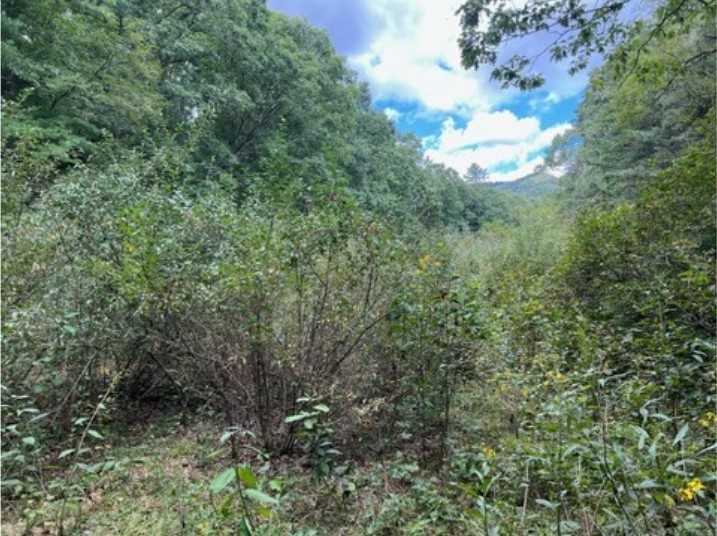 Un fourré boisé qui est un site de projet dans l'aire de gestion des forêts de Gathright.