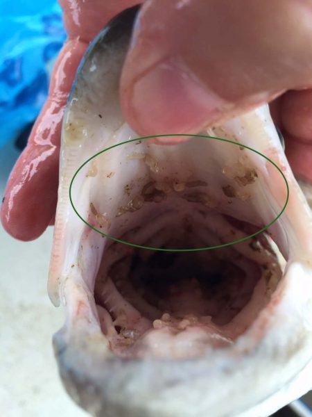 Image d'un poisson avec des poux de branchies ; ceux-ci sont mis en évidence par un cercle vert.