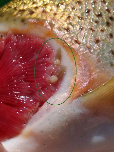 Image d'un poisson avec des poux de branchies, une fois de plus mise en évidence par un ovale vert.