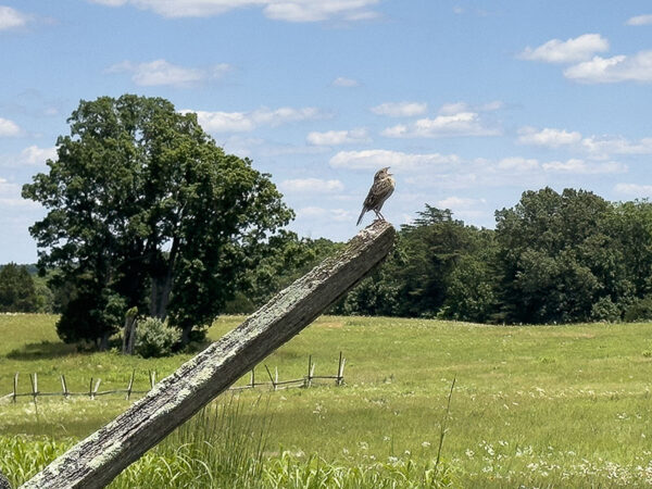 Un bruant sauterelle chantant perché au sommet d'un poteau de clôture.