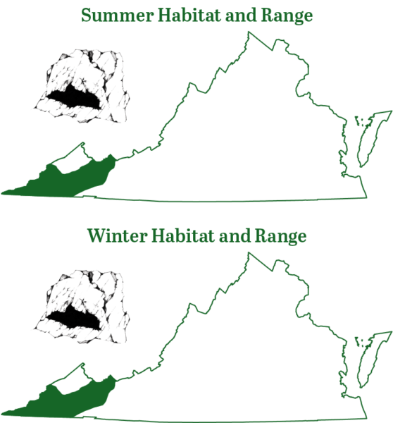 La chauve-souris grise se trouve dans les régions les plus occidentales de l'État, dans la province des Appalaches.