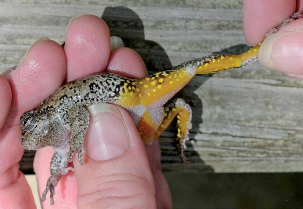 Une image de la rainette grise