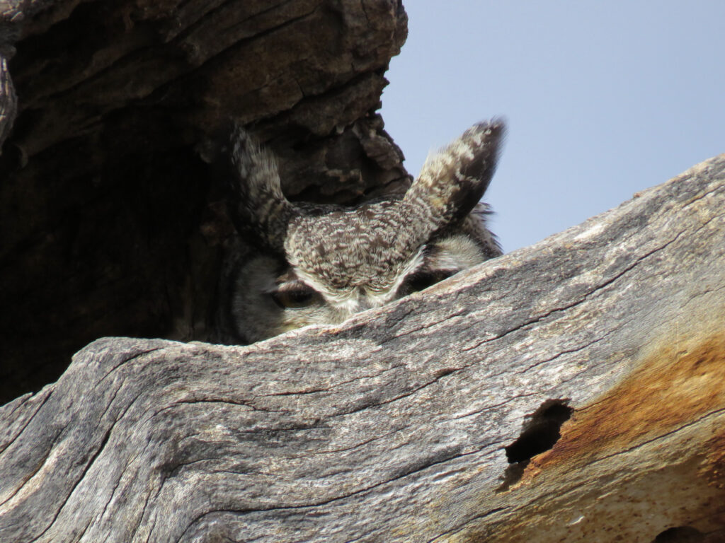 Image d'un hibou grand-duc observant une branche de bois dans un arbre creux.
