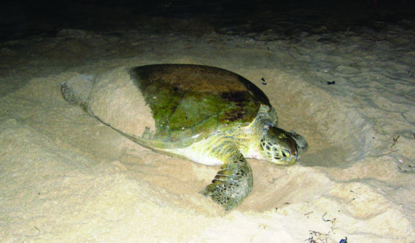 Image de la tortue verte