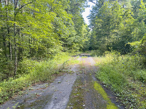 Les espèces timides, telles que le towhee de l'Est, peuvent être trouvées dans l'habitat de succession précoce qui recouvre les routes qui doivent encore être restaurées. Crédit photo : Lisa Mease 