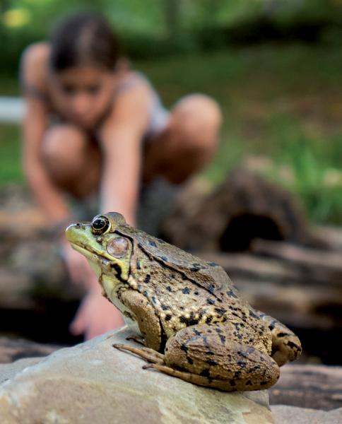 Une image de la grenouille verte