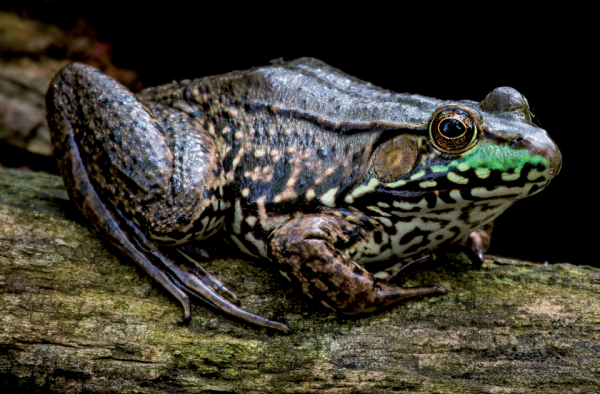 Image d'une grenouille verte sur un tronc d'arbre