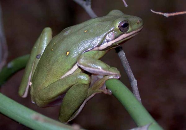 Une image de la rainette verte