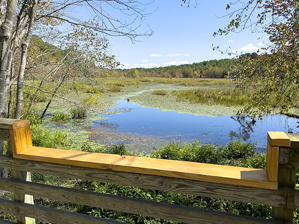 Les rails abaissés de la promenade permettent à chacun d'observer les grandes aigrettes et les oiseaux aquatiques dans l'étang. Crédit photo : Lisa Mease