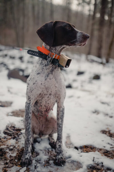 Image d'un setter irlandais nommé Annie dans le champ par une journée enneigée.