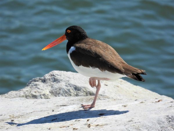 Image d'un huîtrier américain sur un rocher, debout sur un pied. Ces oiseaux sont blancs avec un dos brun et une tête noire, ils ont des yeux rouges et un bec orange.