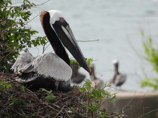 Image d'un pélican brun sur la plage en train de couver ses œufs. Ces oiseaux sont bruns avec un dos gris, une tête blanche et un grand bec gris.