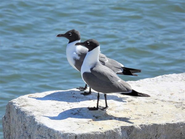 Image d'un couple de mouettes rieuses sur un rocher ; ce sont de grands oiseaux blancs avec une queue noire, des ailes et un dos gris et une tête et un bec noirs.
