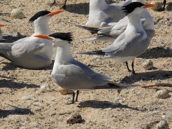 Image d'une colonie de sternes royales sur la plage avec leurs œufs ; ces oiseaux sont grands et blancs avec des ailes et un dos gris, un bec orange et une calotte noire avec un plumage en pointes à l'arrière.