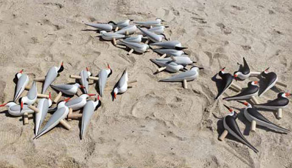 Leurres de sternes pierregarins, de sternes à bec bigarré et de nageoires noires, prêts à être placés dans l'habitat nouvellement créé.