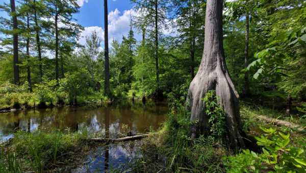 Habitat des marais de Virginie où l'on peut trouver le crapaud accoucheur.