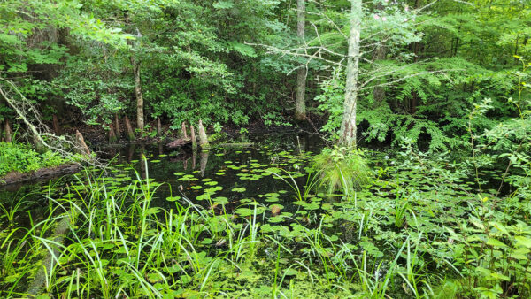 Composants typiques de l'habitat dont a besoin le crapet à bandes noires.