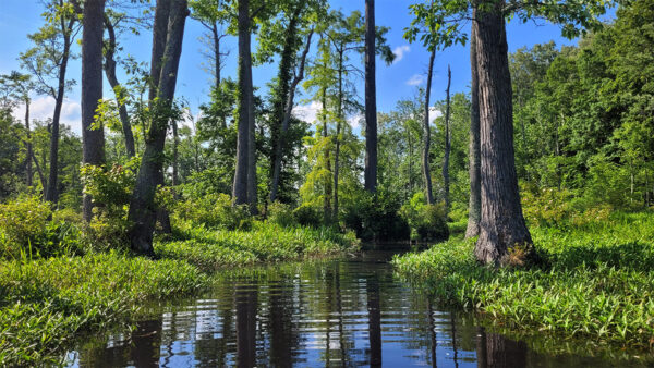 Système de plaine côtière à faible gradient présentant des caractéristiques d'habitat favorables au crapaud tacheté.