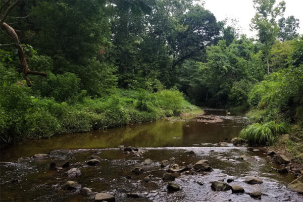 Photo de paysage d'un grand ruisseau entouré de feuillage vert.