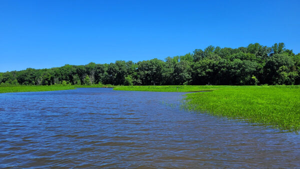 Habitat de la tête de serpent - Zone d'eaux de marée avec des arbres à l'horizon et des plantes vertes ressemblant à de l'herbe qui poussent plus près du rivage.