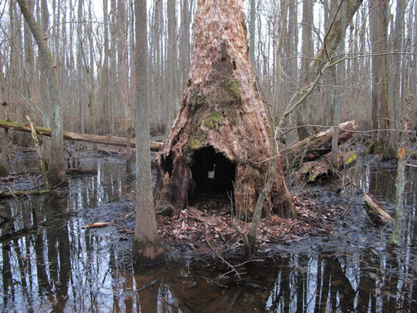 Un cyprès chauve qui pourrait servir de gîte à la chauve-souris à grandes oreilles de Rafinesque.