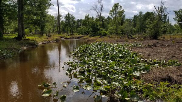 Image de l'habitat dans lequel le bouvreuil à collier prospère ; l'eau est turbide et la végétation aquatique est épaisse.