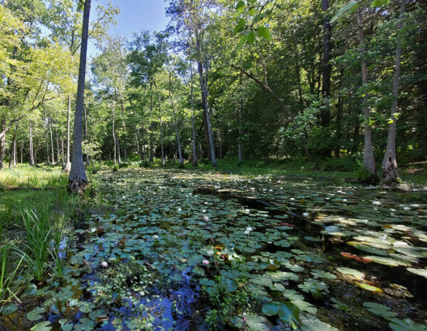 Image d'un marais riverain avec une végétation dense qui constitue l'habitat idéal pour les oiseaux.