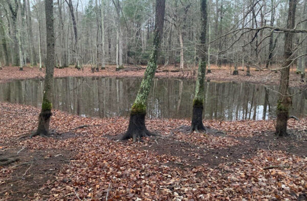 Habitat de reproduction de la salamandre tigrée de l'Est. Photo par ©J.D. Kleopfer - State Herpetologist - DWR