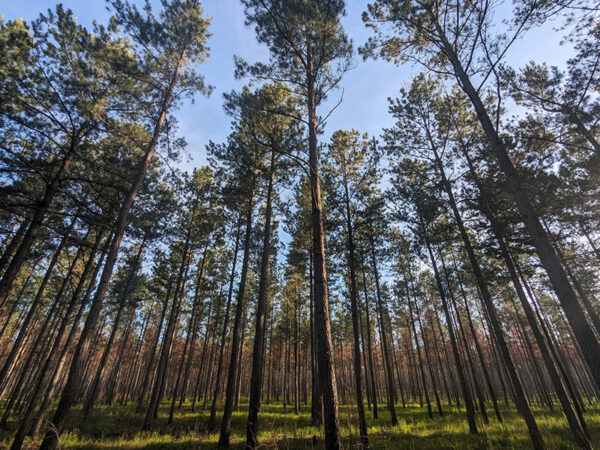 Une plantation de pins à longues aiguilles dans la zone de gestion de la faune sauvage de Big Woods. Photo prise par Ashlei Selden, membre de l'©