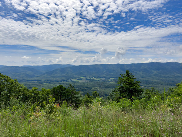 Une vue panoramique de montagnes vertes et ondulantes sous un ciel bleu vif rempli de nuages blancs et cotonneux. Au premier plan, les herbes hautes et les fleurs sauvages ajoutent de la couleur au paysage, tandis que les montagnes lointaines créent une toile de fond sereine.