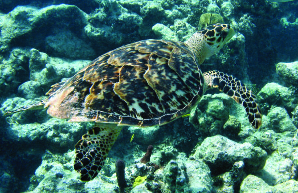 Une image de la tortue de mer Hawksbill