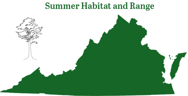 La chauve-souris cendrée est présente dans toute la Virginie