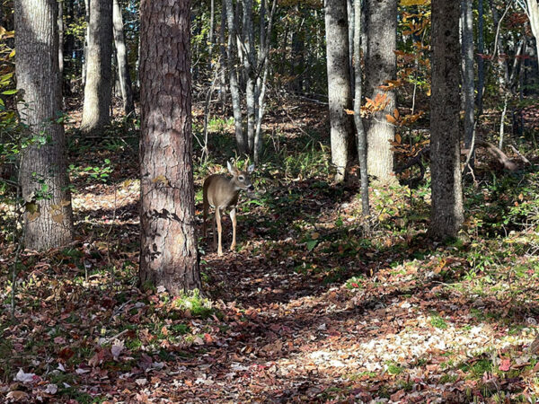 Le cerf de Virginie est abondant dans le parc. Crédit photo : Lisa Mease