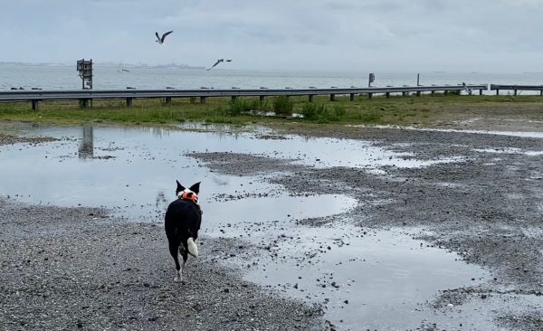 Flyaway Bett au travail sur l'île du Nord de la HRBT