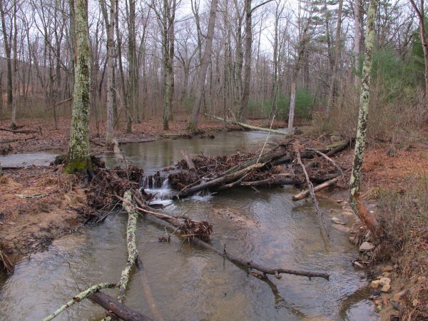 Un ruisseau boisé à faible courant dans une forêt de feuillus ; c'est un excellent exemple de l'habitat de la tortue des bois.