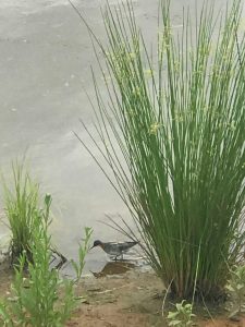 une image d'un phalarope à bec rouge à Ryan's Pond 