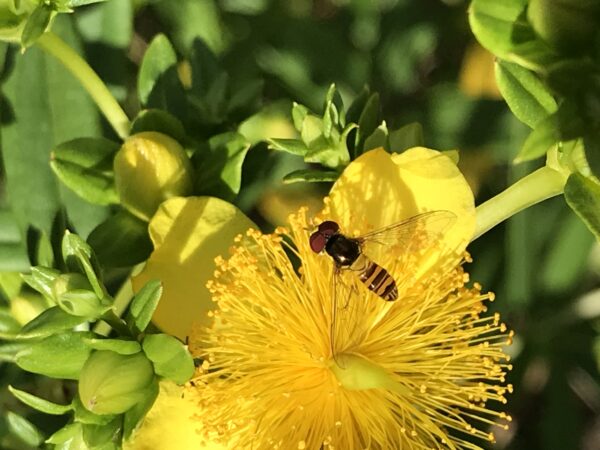 Image d'un syrphe sur un millepertuis. Les syrphes imitent les abeilles mais ne piquent pas et se nourrissent de nectar.