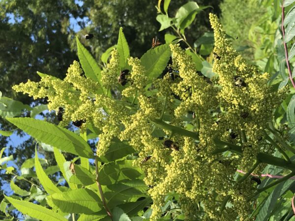 Image d'une fleur de sumac et d'un bourdon ; ces fleurs constituent une source de nourriture phénoménale pour de nombreux pollinisateurs.