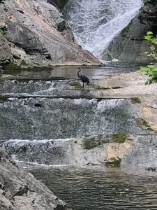 Image d'un grand héron pêchant dans les eaux du Natural bridge