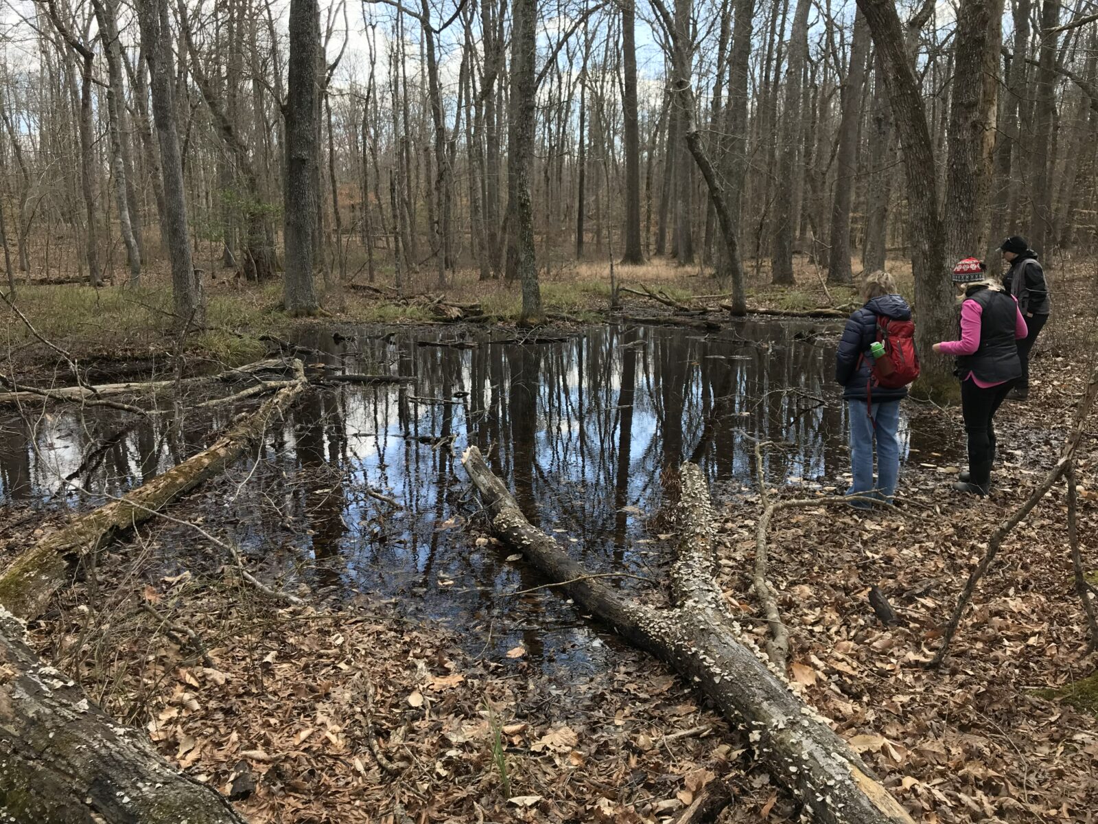 Un groupe de personnes autour d'une mare vernale dans une forêt de feuillus ; les mares vernales ressemblent à de très grandes flaques d'eau, mais en plus grand.