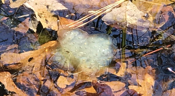 Une masse d'œufs vert laiteux pour les salamandres tachetées dans un étang vernal