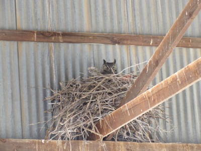 Image d'un hibou grand-duc nichant dans les chevrons d'un bâtiment