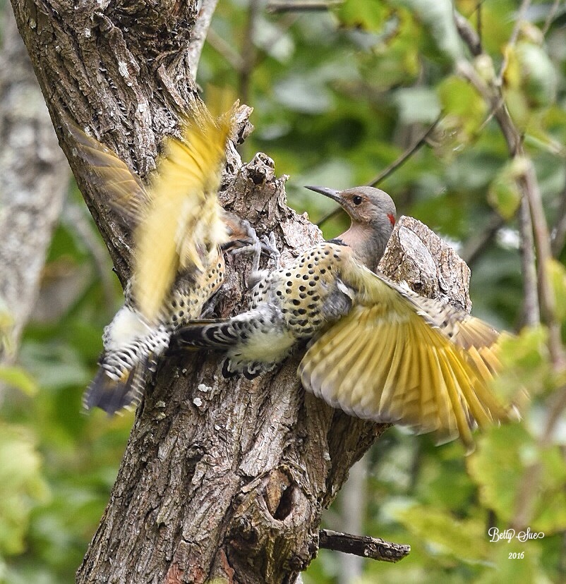 Image de deux pics boréaux se battant sur un arbre.