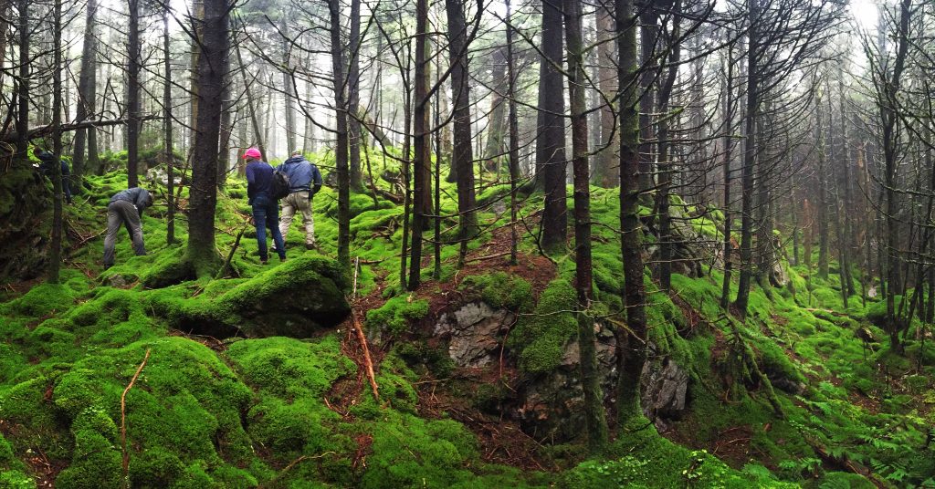 Une forêt de sapins moussue et brumeuse