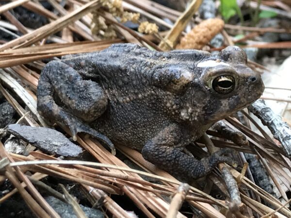 Image d'un crapaud sur des aiguilles de pin ; de nombreux animaux vivent dans les limites d'un jardin de pluie.