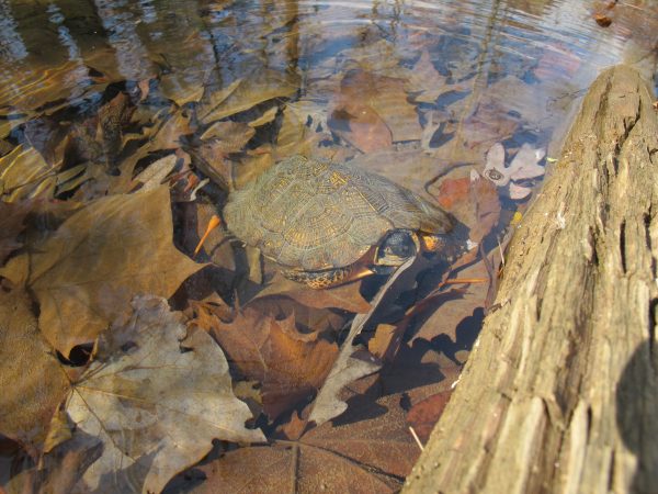 Image d'une tortue des bois adulte sous l'eau ; elle cherche souvent sa nourriture dans les rivières et les lacs.