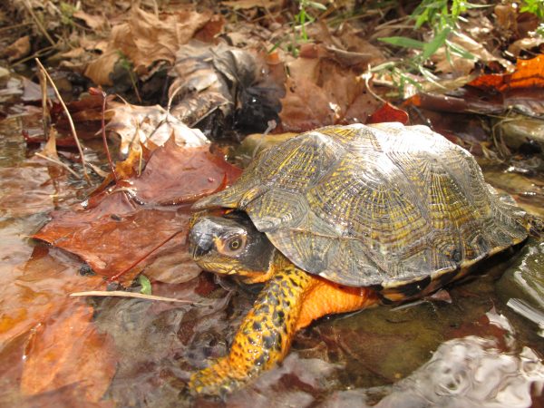 Image d'une tortue des bois adulte dans un ruisseau chargé de feuilles ; la tortue a une carapace brune avec des reflets jaunes permettant les lignes de croissance ; son corps est orange vif avec des plaques brun-noir là où les écailles sont plus épaisses.